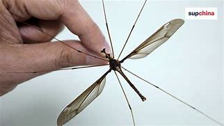 Image result for Biggest Mosquito