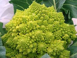 Image result for Romanesco Broccoli