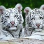 Image result for Wallpaper White Cat Tiger