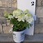 Image result for 2 Gallon - Bobo® Hydrangea Shrub/Bush - Masses Of Huge White Flowers On A Pint-Sized Hydrangea, Outdoor Plant
