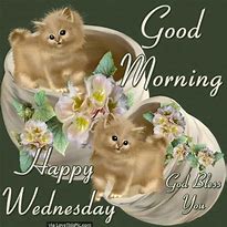 Image result for Good Morning Wednesday Cat