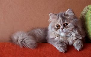 Image result for Persian Cat