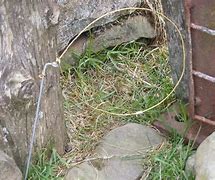 Image result for Types of Animal Snares