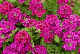 Image result for Pink and Yellow Flowers Perennial
