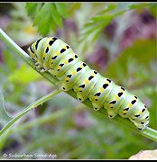 Image result for Garden Caterpillar
