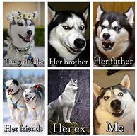 Image result for Husky Dog Meme Joke