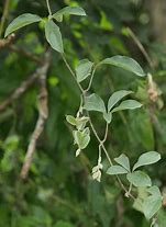 Image result for Dioscorea Pentaphylla