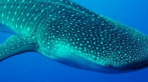 Image result for Species of Sharks Whale Shark