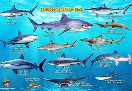 Image result for Caribbean Shark Species
