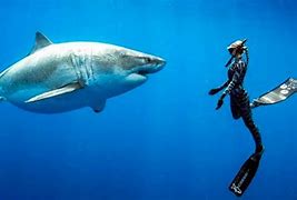 Image result for Biggest Shark Recorded