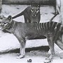 Image result for Tasmanian Tiger Last Seen