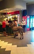Image result for Three Donkeys Walk into a Bar