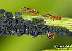 Image result for How Do Ants Milk Aphids