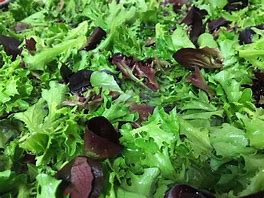 Image result for Mixed lettuce salad
