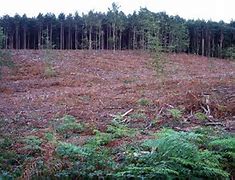 Image result for Forest Clearance