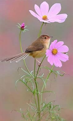I love flowers and birds - Home | Facebook