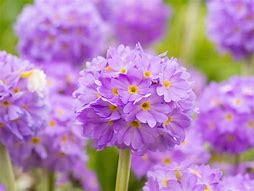 Image result for Best Perennial Shade Flowers