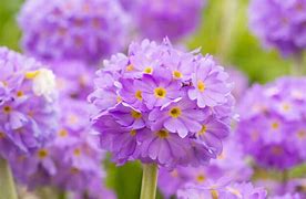 Image result for Top Perennial Flowers