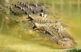 Image result for John Quincy Adams Alligator