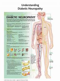 Image result for Medical Anatomy Charts