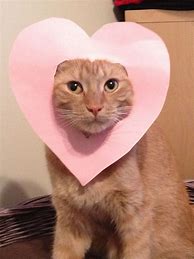 Image result for Happy Valentine's Day Funny Cat