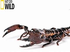 Image result for National Geographic Scorpion