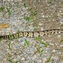 Image result for Timber Rattlesnake Rattle