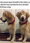 Image result for Cute Smiling Dog Meme