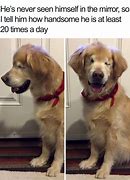 Image result for Dog Brighten Your Day Meme