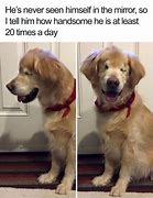 Image result for Dog Accounting Meme
