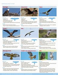 Image result for Bird Prey Identification Chart