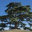 Image result for Ornamental Cedar Trees