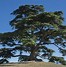 Image result for Types of Cedar Trees in Seattle