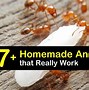 Image result for Homemade Ant Traps Indoor