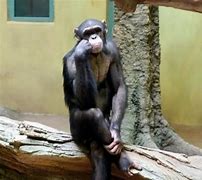Image result for Animal Deep Thoughts