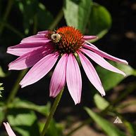 Image result for Everblooming Purple Coneflower