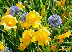 Image result for Flowers that Bloom all Summer