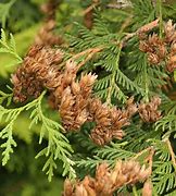 Image result for Different Varieties of Cedar Trees