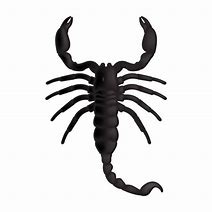 Image result for Scorpion Tail Clip Art