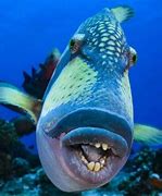 Image result for Scary Looking Fish
