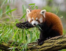 Image result for Cutest Animals
