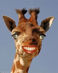 Image result for Giraffe Smile