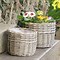 Image result for Wicker Planter