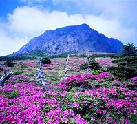 Image result for Jeju Island Korea Parks