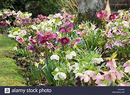 Image result for Mixed Hellebores