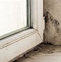 Image result for Black Mold In-House