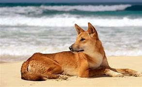 Image result for Australia Famous Animals