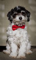 Image result for Happy New Year Maltipoo