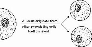 Image result for Rudolf Virchow Cell Theory