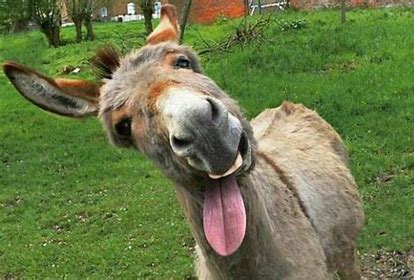 Image result for Weird Donkey